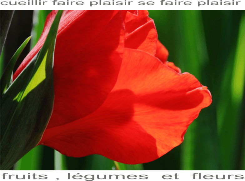 glaieul+gros+plan
