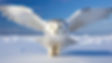 Snowy White Owl.jpeg