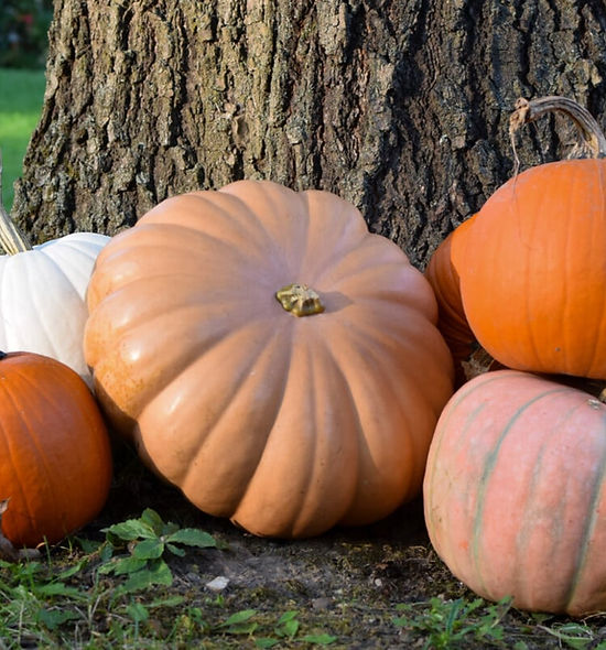 pumpkindump.jpg
