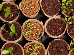 Pěstujeme ze semínek: Co sázet v únoru, březnu, dubnu a květnu?