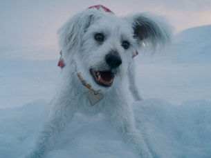To CG Dog or Not to CG Dog?