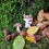 Miniature : Aimants - Mes amis de la forêt