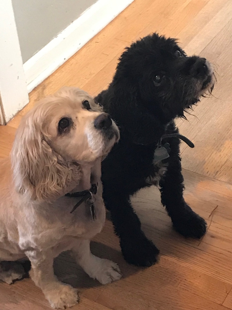 Claudia H. Long's puppies