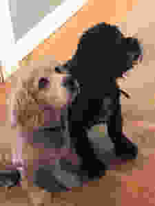 Claudia H. Long's puppies