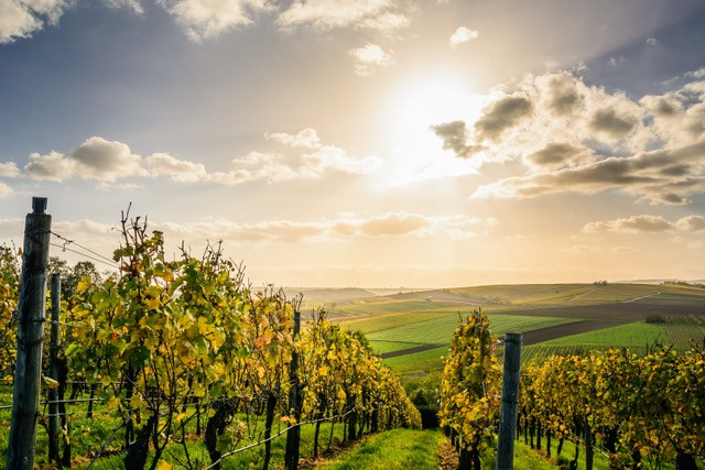 Vineyard in France