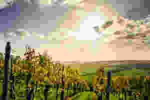 Vineyard in France