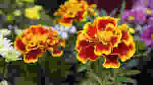 Red and yellow flowers