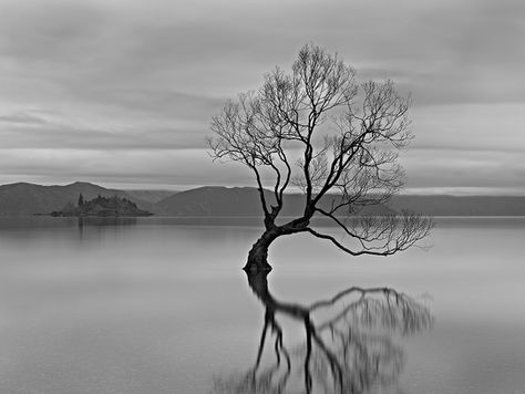 #34 Tuesday’s with David - “Evening Reflections” Platinum