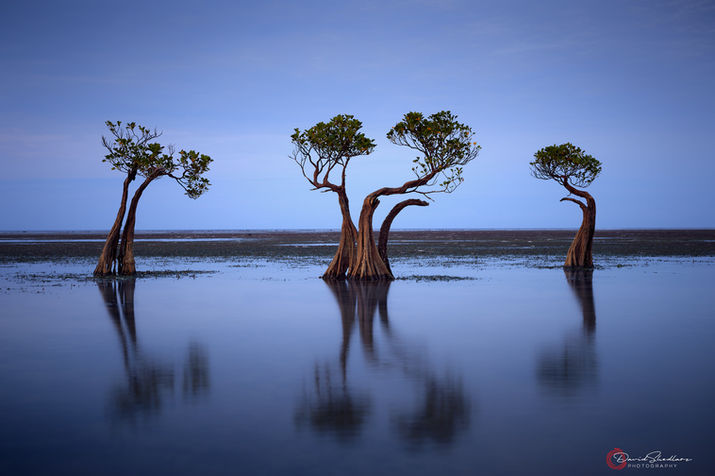Beautiful blue hour image of 3 architectural dwarf mangrove trees reflected in shallow, still water