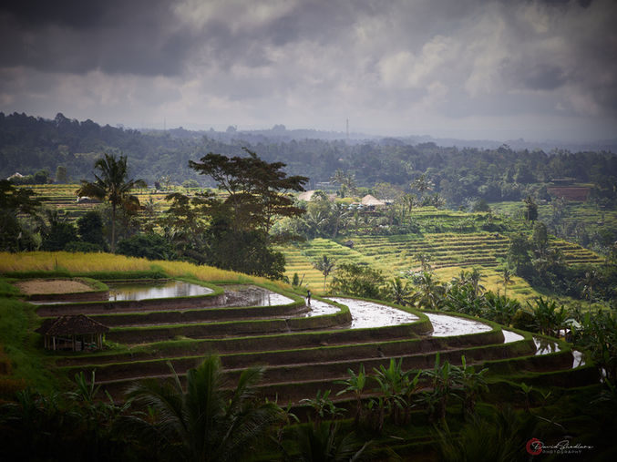 The curved terraces of World Unesco Heritage site, Jatiluwih with a single worker for scale.