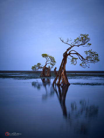 A beautiful blue hour image of a dwarf mangrove tree that appears to be dancing with its own reflection in the still water.