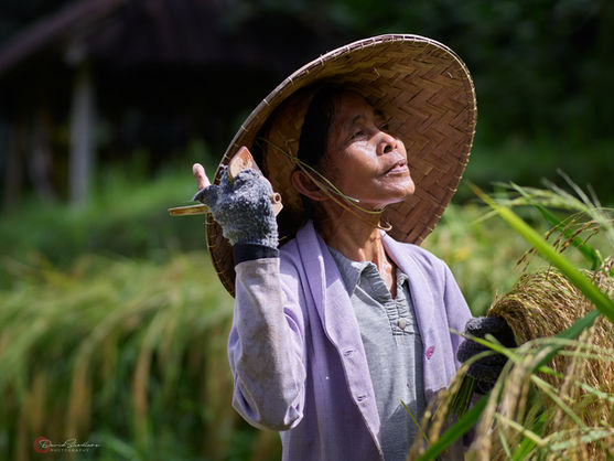 A traditional woman wearing a leaf hat looking towards the sun while working in the Jatiluwih Terraced fields, a world UNESCO site in Bali, Indonesia.