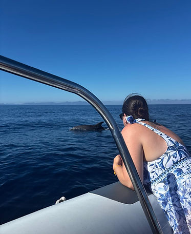 dolphins.jpeg
