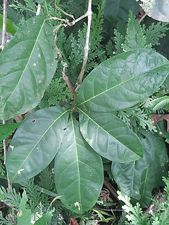 Ayahuasca retreats and ceremonies, master plant dietas in the Sacred Valley, Peru
