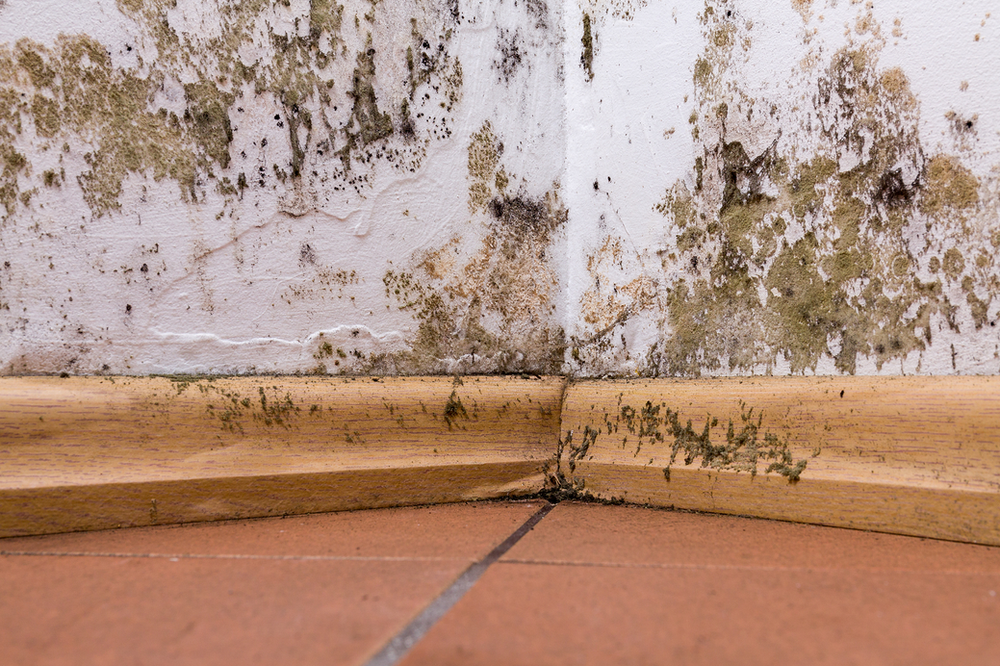 Does Your Insurance Cover Dry And Wet Rot