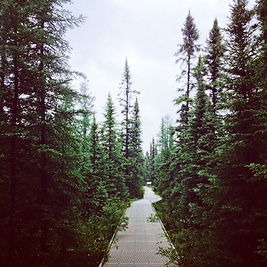 Big+Bog+State+Recreation+Area.jpeg
