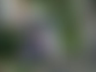 oakland {houston family photography}