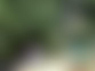 dove {houston family photogoraphy}