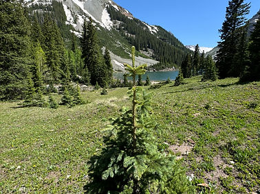 Tree Example.jpg