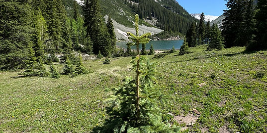 Tree Example.jpg
