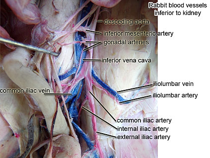 Cardiovascular Rabbit Dissection-L | Virtual Anatomy Lab