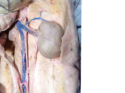 Urinary Rabbit Dissection Unlab... | Virtual Anatomy Lab