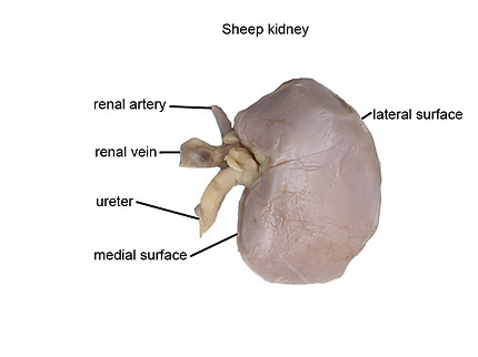 sheep-kidney-superficial-L.jpg