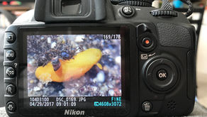 Crash (splash) course in wildlife photography