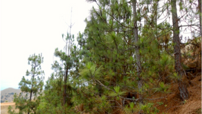 A place where trees do not belong