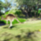 攜子的母袋鼠不怕人,突如其來的接近。