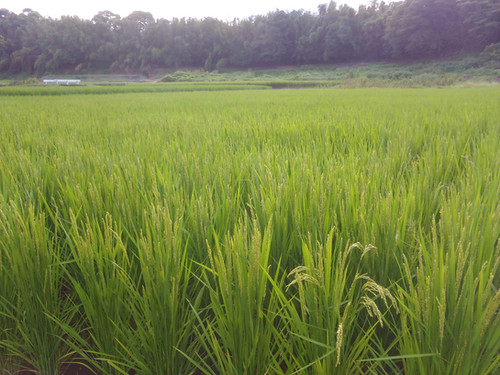朝日（玄米）30kg 自然栽培 | 竹田かたつむり農園