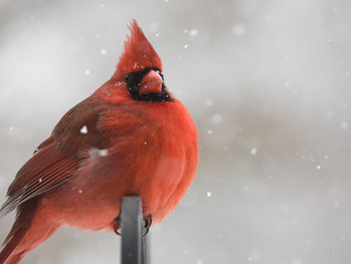 PROTECT OUR BIRDS - JOIN THE CHRISTMAS BIRD COUNT ...