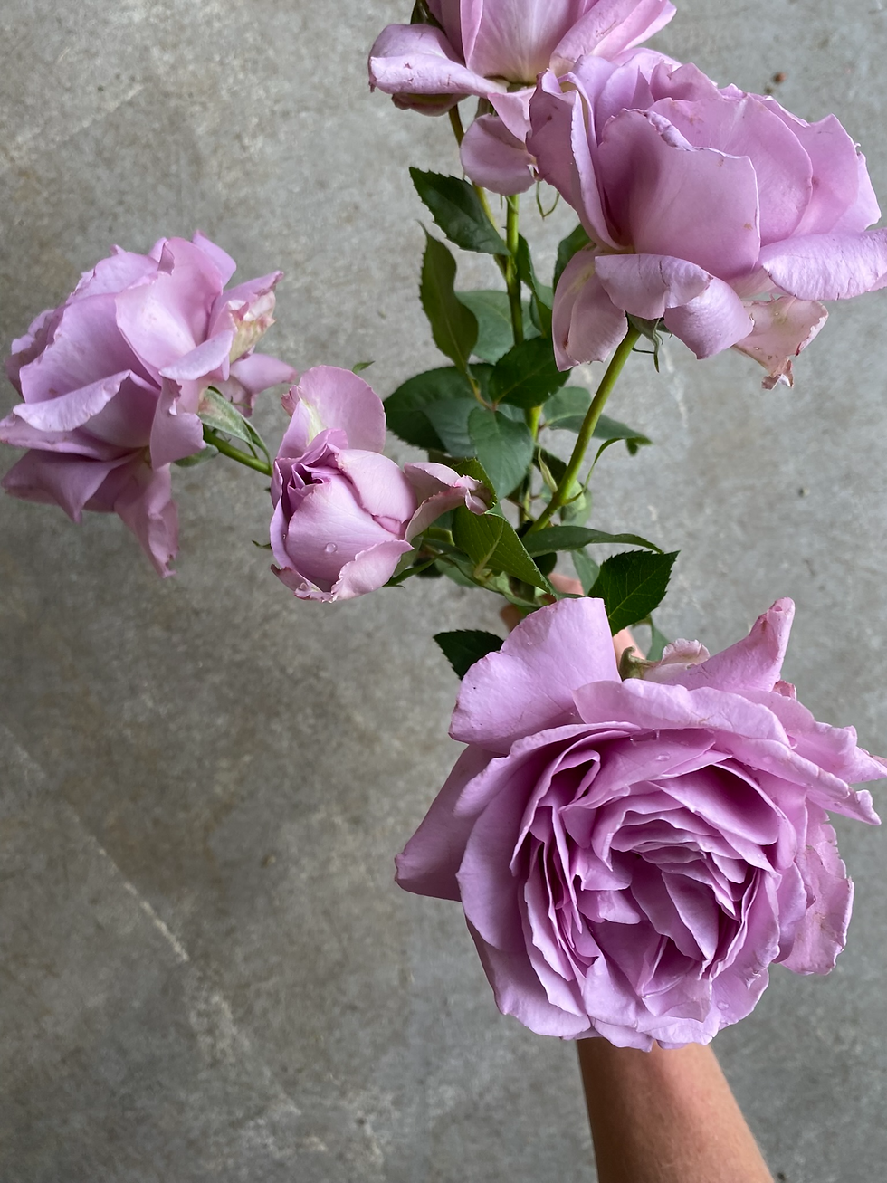 Lavender Hybrid