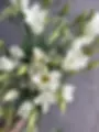 White Macherie
