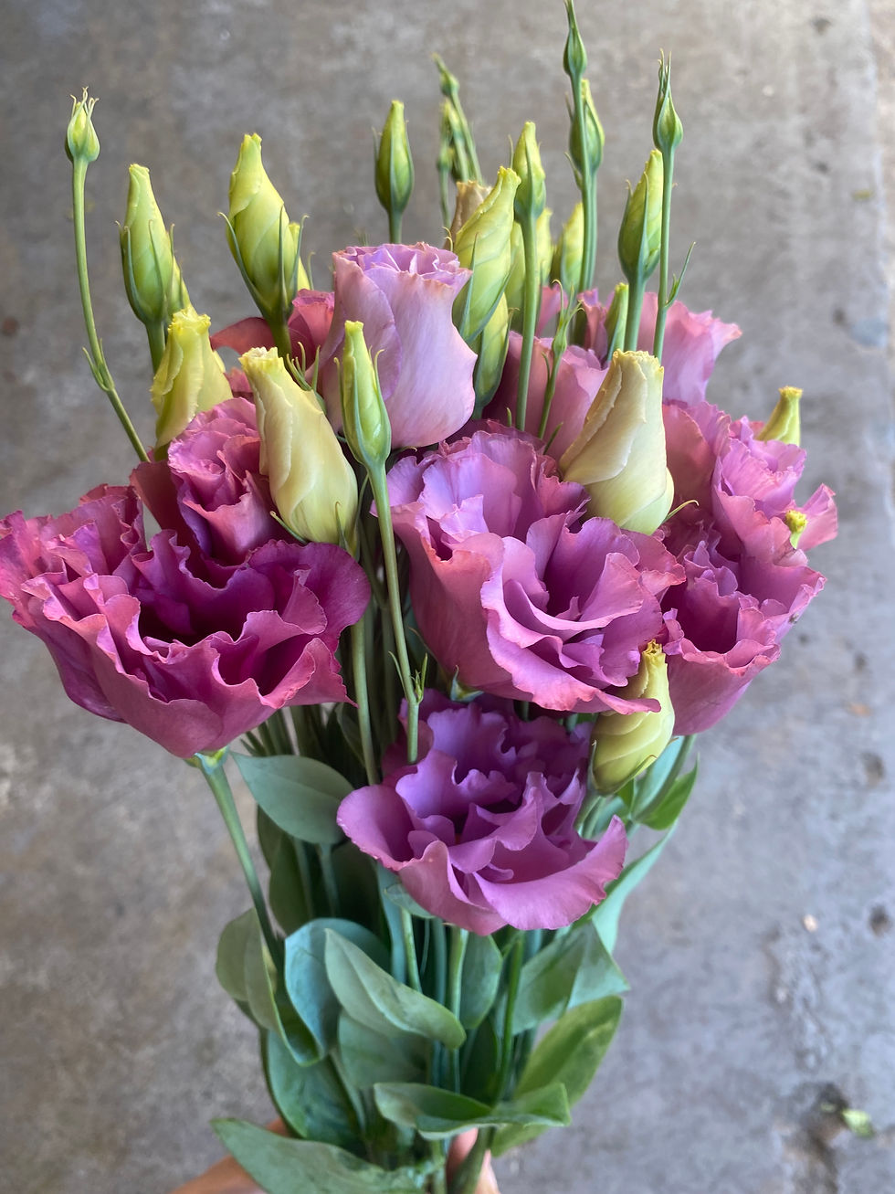 Mauve