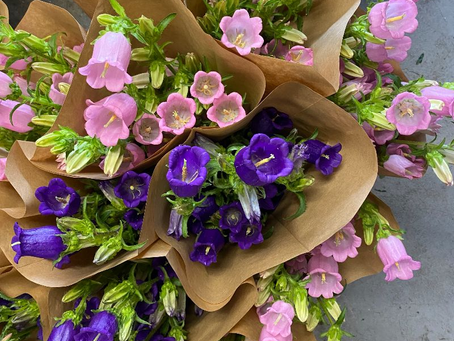 enchanted by CANTERBURY BELLS