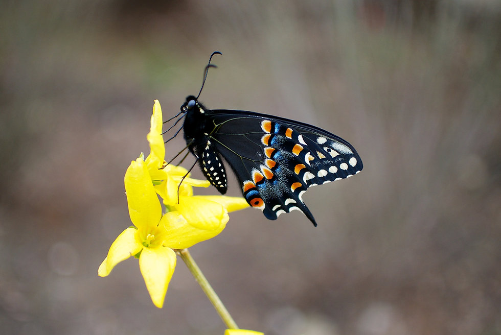 Black Swallowtail on a Forsythia