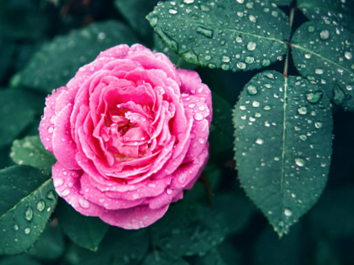 When Everything Becomes a Favorite Thing