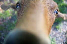 Photo 2021 Nature Goat