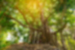 banyan-tree-park-thailand.jpg