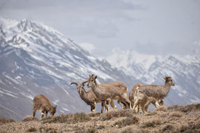 Herd of Himalayan bharal grazing on a hillside, snow-capped mountains in background