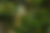Colorful parrot perched on a branch surrounded by green leaves Forest Birds - Morlem Gad(Private)