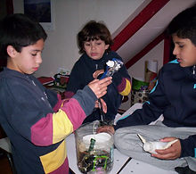 "Fundación Educacional Ser, Inclusión Educacional"