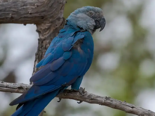 Criadouro baiano nega apreensão de ararinhas-azuis e afirma que a espécie é “resistente” a circovírus