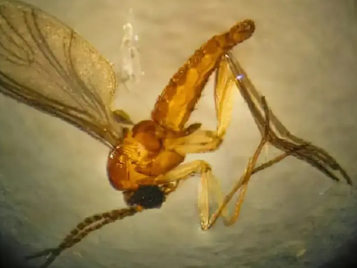 Febre do oropouche aumentou quase 200 vezes comparados à última década, diz estudo