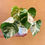 Thumbnail: Monstera albo Variegated Plant With Pot