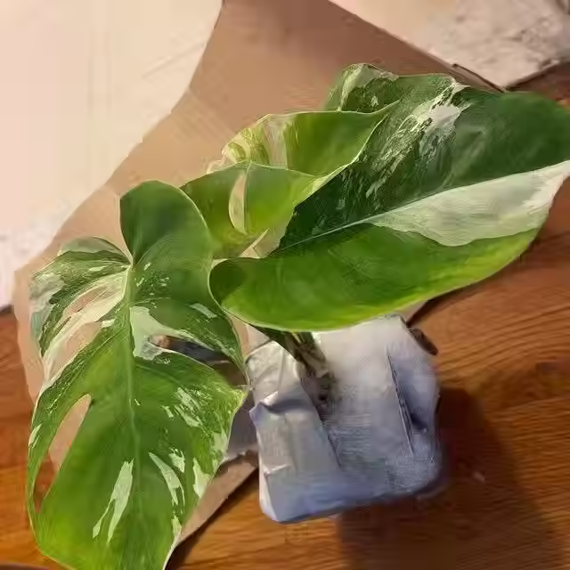 My Go-To Plant Place