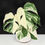 Thumbnail: Monstera Albo High Variegated Plant with POT