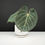 Thumbnail: Our Last Plant Collections