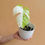 Thumbnail: Monstera albo Variegated Plant With Leaf